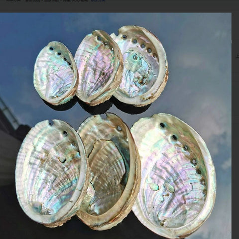 Natural Abalone Shell and Sage Smudge Bowl - Jewelry Holder and Decorative Piece