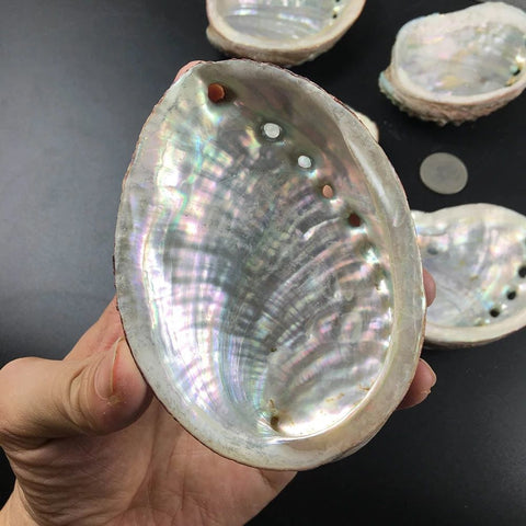 Ciotola con conchiglia di abalone naturale e salvia - Portagioielli e pezzo decorativo