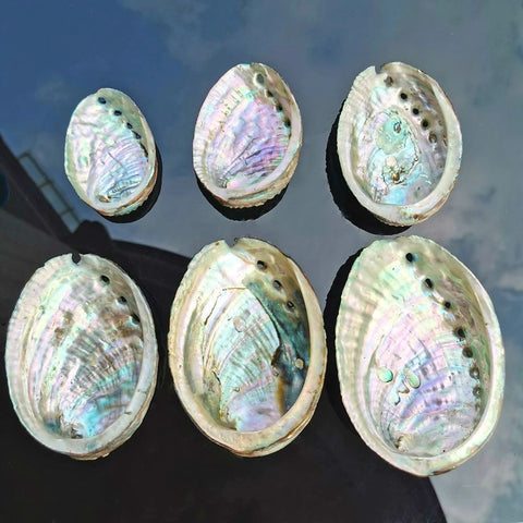 Ciotola con conchiglia di abalone naturale e salvia - Portagioielli e pezzo decorativo